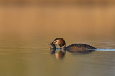 Great Crested Grebe (Podiceps kristali) Somerset, İngiltere 'deki Somerset Düzey' de yakın zamanda gagasında yakalanan bir balığı taşıyor.