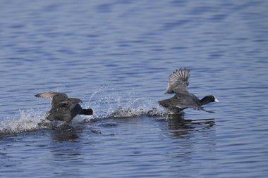 Avrasya yaban ördeği (Fulica atra) İngiltere 'nin Somerset kentindeki Ham Duvarı' nda bir gölde savaşıyor..  