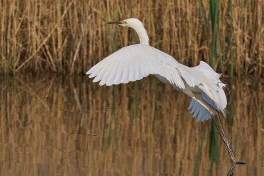 Büyük Beyaz Akbalıkçıl (Ardea alba), Birleşik Krallık 'taki Somerset Düzey' in bataklıklarında avlanırken kanatları açıktır..