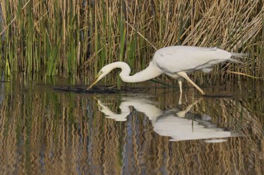 Büyük Beyaz Akbalıkçıl (Ardea alba), Somerset, İngiltere 'deki Somerset Düzey' de bir gölün kenarında sazlıklar arasında balık avlıyor.. 