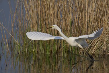 Büyük Beyaz Akbalıkçıl (Ardea alba) İngiltere 'nin Somerset Düzey bataklıklarında sudan havalanır..
