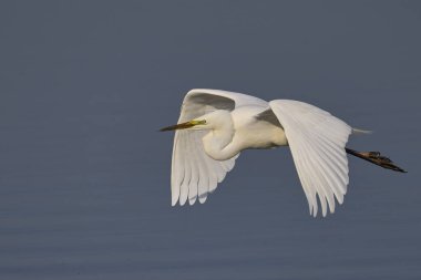 Büyük Beyaz Akbalıkçıl (Ardea alba) Somerset Düzey, İngiltere 'de sazlıklar üzerinde uçar.