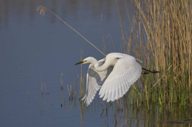 Büyük Beyaz Akbalıkçıl (Ardea alba) İngiltere 'nin Somerset Düzey bataklıklarında sudan havalanır..