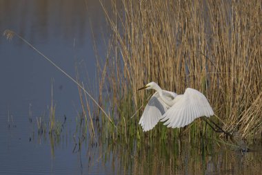 Büyük Beyaz Akbalıkçıl (Ardea alba) İngiltere 'nin Somerset Düzey bataklıklarında sudan havalanır..