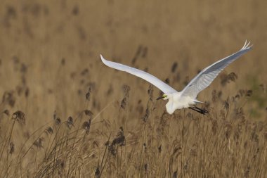 Büyük Beyaz Akbalıkçıl (Ardea alba) Somerset Düzey, İngiltere 'de sazlıklar üzerinde uçar.