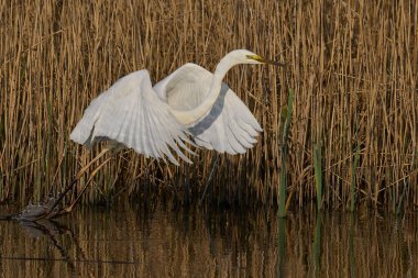 Büyük Beyaz Akbalıkçıl (Ardea alba) İngiltere 'nin Somerset Düzey bataklıklarında sudan havalanır..
