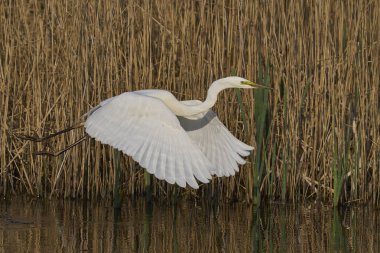 Büyük Beyaz Akbalıkçıl (Ardea alba) Somerset Düzey, İngiltere 'de sazlıklar üzerinde uçar.