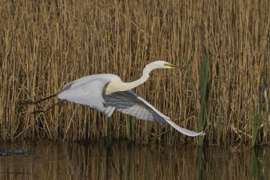 Büyük Beyaz Akbalıkçıl (Ardea alba) Somerset Düzey, İngiltere 'de sazlıklar üzerinde uçar.