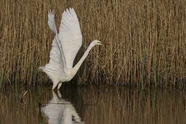 Büyük Beyaz Akbalıkçıl (Ardea alba) İngiltere 'nin Somerset Düzey bataklıklarında sudan havalanır..