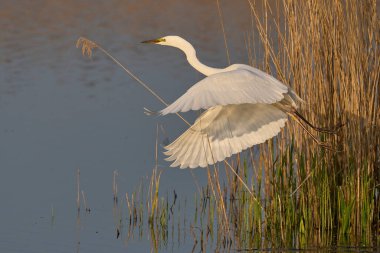 Büyük Beyaz Akbalıkçıl (Ardea alba) Somerset Düzey, İngiltere 'de sazlıklar üzerinde uçar.
