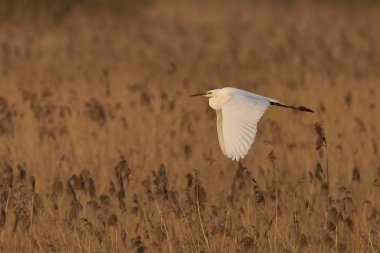 Büyük Beyaz Akbalıkçıl (Ardea alba) Somerset Düzey, İngiltere 'de sazlıklar üzerinde uçar.