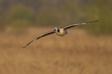 Kanada Kaz (Branta canadensis), Somerset Düzey, İngiltere 'de sazlıklar üzerinde alçaktan uçmaktadır..