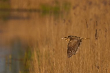 Bittern (Botaurus Stellaris), Somerset Düzey, İngiltere 'deki sazlıklar üzerinde alçaktan uçar..