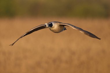 Kanada Kaz (Branta canadensis), Somerset Düzey, İngiltere 'de sazlıklar üzerinde alçaktan uçmaktadır..
