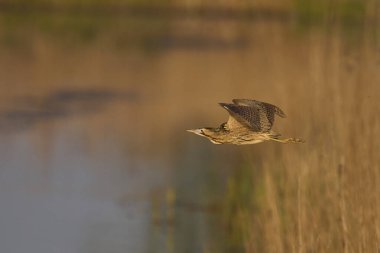Bittern (Botaurus Stellaris), Somerset Düzey, İngiltere 'deki sazlıklar üzerinde alçaktan uçar..