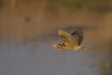 Bittern (Botaurus Stellaris), Somerset Düzey, İngiltere 'deki sazlıklar üzerinde alçaktan uçar..