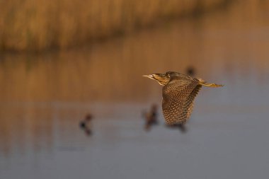 Bittern (Botaurus Stellaris), Somerset Düzey, İngiltere 'deki sazlıklar üzerinde alçaktan uçar..