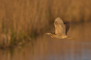 Bittern (Botaurus Stellaris), Somerset Düzey, İngiltere 'deki sazlıklar üzerinde alçaktan uçar..
