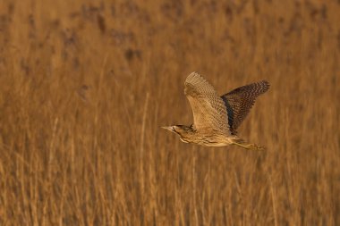 Bittern (Botaurus Stellaris), Somerset Düzey, İngiltere 'deki sazlıklar üzerinde alçaktan uçar..