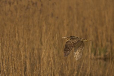 Bittern (Botaurus Stellaris), Somerset Düzey, İngiltere 'deki sazlıklar üzerinde alçaktan uçar..