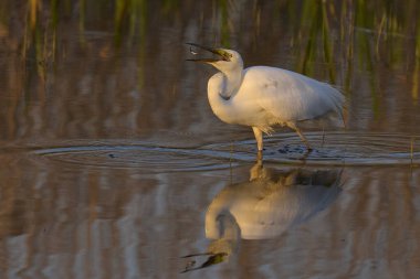 Büyük Beyaz Akbalıkçıl (Ardea alba), Somerset, İngiltere 'deki Somerset Düzey' de bir gölün kenarında sazlıklar arasında balık avlıyor.. 