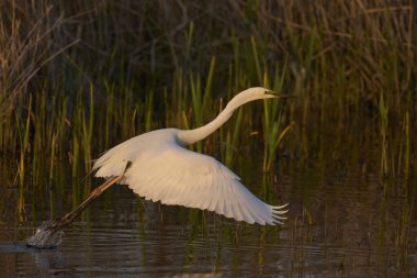 Büyük Beyaz Akbalıkçıl (Ardea alba) İngiltere 'nin Somerset Düzey bataklıklarında sudan havalanır..