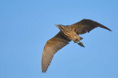 Bittern (Botaurus stellaris) Somerset seviyeleri üzerinde mavi gökyüzüne karşı uçuyor, İngiltere, İngiltere