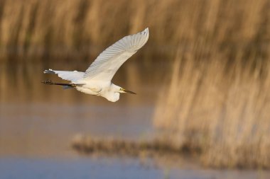 Büyük Beyaz Akbalıkçıl (Ardea alba) Somerset Düzey, İngiltere 'de sazlıklar üzerinde uçar.