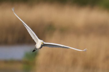 Büyük Beyaz Akbalıkçıl (Ardea alba) Somerset Düzey, İngiltere 'de sazlıklar üzerinde uçar.