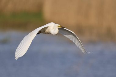 Büyük Beyaz Akbalıkçıl (Ardea alba) Somerset Düzey, İngiltere 'de sazlıklar üzerinde uçar.