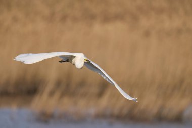 Büyük Beyaz Akbalıkçıl (Ardea alba) Somerset Düzey, İngiltere 'de sazlıklar üzerinde uçar.