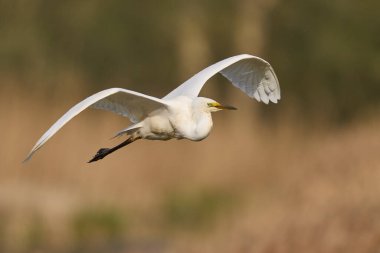 Büyük Beyaz Akbalıkçıl (Ardea alba) Somerset Düzey, İngiltere 'de sazlıklar üzerinde uçar.
