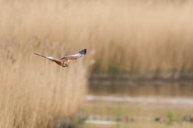 Marsh Harrier (Circus aeruginosus), Birleşik Krallık 'taki Somerset Düzey' de bir sazlığın üzerinde avlanmaktadır.