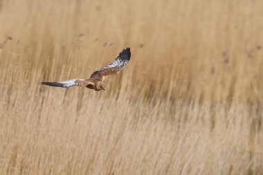 Marsh Harrier (Circus aeruginosus), Birleşik Krallık 'taki Somerset Düzey' de bir sazlığın üzerinde avlanmaktadır.
