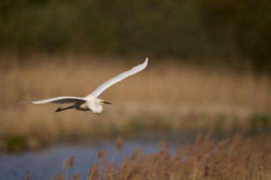 Büyük Beyaz Akbalıkçıl (Ardea alba) Somerset Düzey, İngiltere 'de sazlıklar üzerinde uçar.