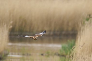 Marsh Harrier (Circus aeruginosus), Birleşik Krallık 'taki Somerset Düzey' de bir sazlığın üzerinde avlanmaktadır.