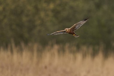 Marsh Harrier (Circus aeruginosus), Birleşik Krallık 'taki Somerset Düzey' de bir sazlığın üzerinde avlanmaktadır.