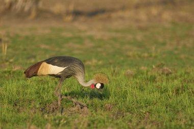 Gri Turna (Balearica regulorum) Güney Luangwa Ulusal Parkı, Zambiya 'da çayırlarda besleniyor