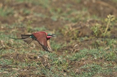 Güney Luangwa Ulusal Parkı, Zambiya 'daki Luangwa Nehri boyunca uçan böcekleri avlayan Güney Carmine Arı Yiyen (Merops nubicoides)