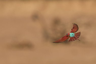 Güney Luangwa Ulusal Parkı, Zambiya 'daki Luangwa Nehri boyunca uçan böcekleri avlayan Güney Carmine Arı Yiyen (Merops nubicoides)