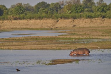 Hippopotamus (Hippopotamus amfibi), Güney Luangwa Ulusal Parkı, Zambiya 'da kurak mevsimin sonunda Luangwa Nehri' nde bulunur.     
