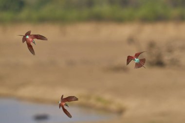 Güney Luangwa Ulusal Parkı, Zambiya 'daki Luangwa Nehri üzerinde uçan böcekleri avlayan Güney Carmine Arı Yiyen (Merops nubicoides)