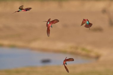 Güney Luangwa Ulusal Parkı, Zambiya 'daki Luangwa Nehri üzerinde uçan böcekleri avlayan Güney Carmine Arı Yiyen (Merops nubicoides)