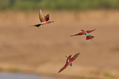 Güney Luangwa Ulusal Parkı, Zambiya 'daki Luangwa Nehri üzerinde uçan böcekleri avlayan Güney Carmine Arı Yiyen (Merops nubicoides)