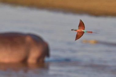 Güney Luangwa Ulusal Parkı, Zambiya 'daki Luangwa Nehri üzerinde uçan böcekleri avlayan Güney Carmine Arı Yiyen (Merops nubicoides)