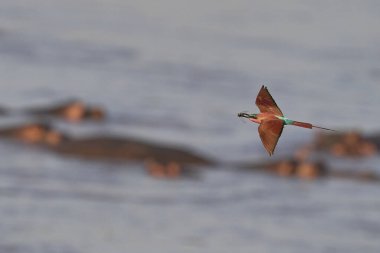 Güney Luangwa Ulusal Parkı, Zambiya 'daki Luangwa Nehri üzerinde uçan böcekleri avlayan Güney Carmine Arı Yiyen (Merops nubicoides)