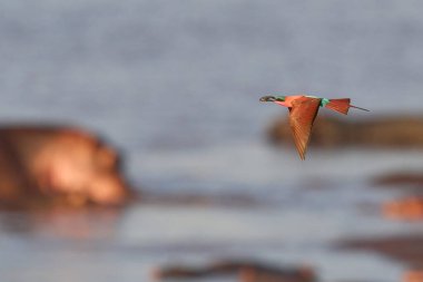 Güney Luangwa Ulusal Parkı, Zambiya 'daki Luangwa Nehri üzerinde uçan böcekleri avlayan Güney Carmine Arı Yiyen (Merops nubicoides)