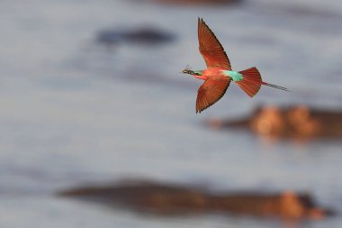 Güney Luangwa Ulusal Parkı, Zambiya 'daki Luangwa Nehri üzerinde uçan böcekleri avlayan Güney Carmine Arı Yiyen (Merops nubicoides)