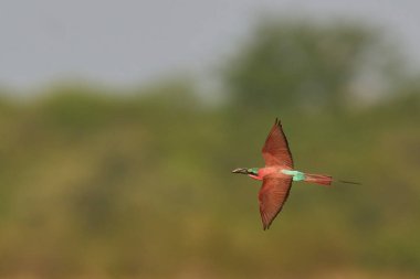 Güney Luangwa Ulusal Parkı, Zambiya 'daki Luangwa Nehri üzerinde uçan böcekleri avlayan Güney Carmine Arı Yiyen (Merops nubicoides)