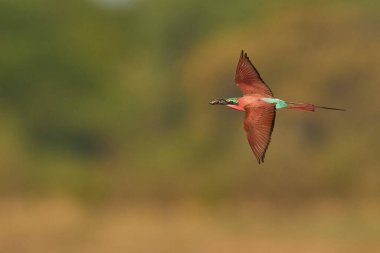 Güney Luangwa Ulusal Parkı, Zambiya 'daki Luangwa Nehri üzerinde uçan böcekleri avlayan Güney Carmine Arı Yiyen (Merops nubicoides)